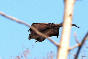 Zwierzęta mogą latać: tytuły, funkcje i zdjęcia Zwierzęta mogą latać: tytuły, funkcje i zdjęcia